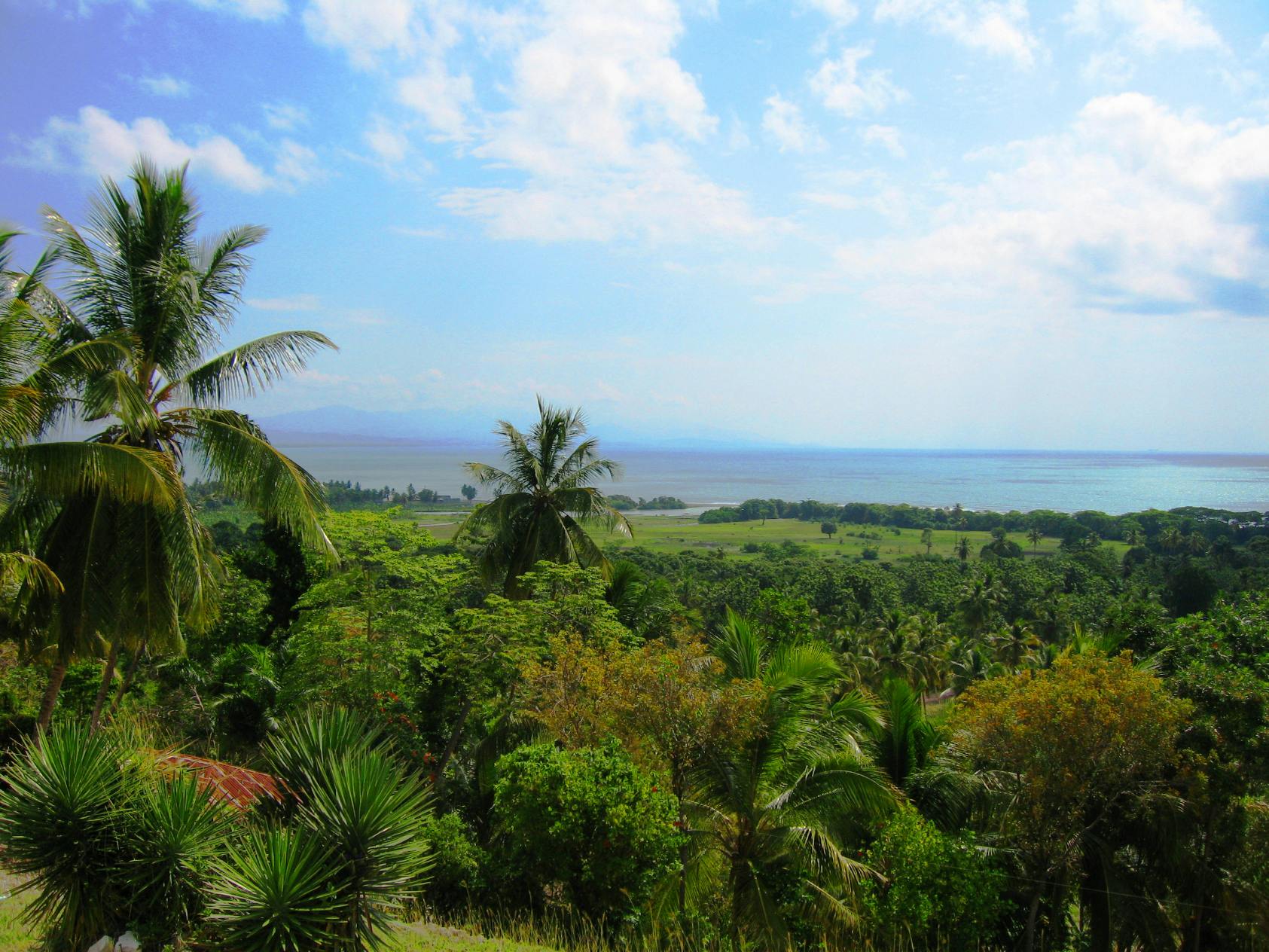 View of trees in a Haitian landscape