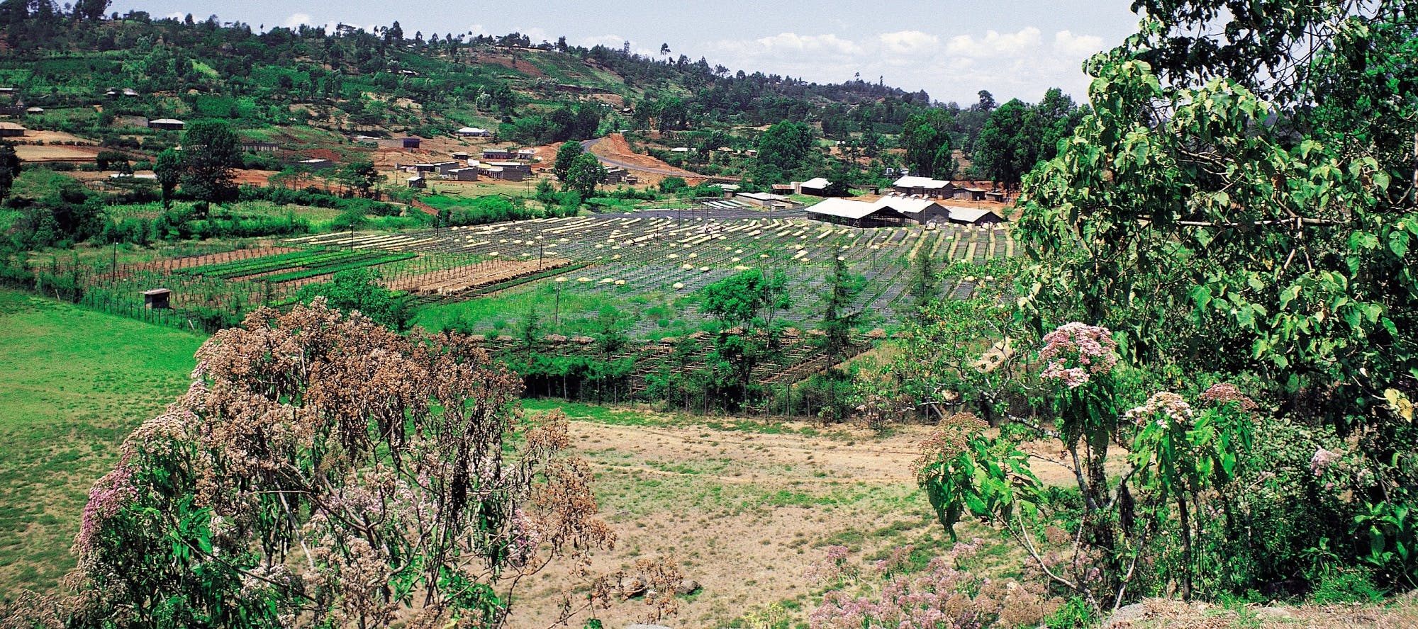 A coffee farm