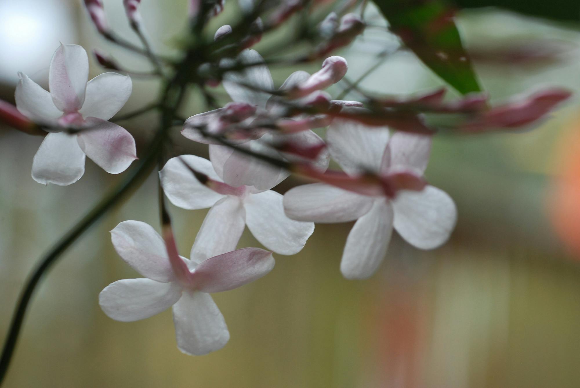 Jasmine flowers