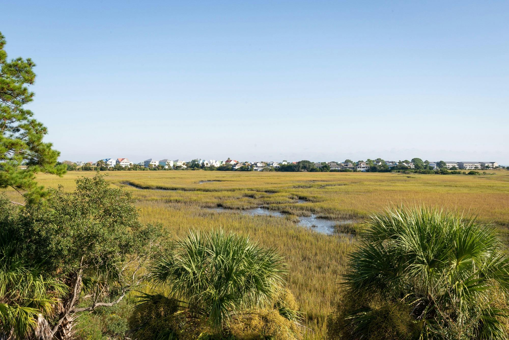 A marshy meadow ringed with trees